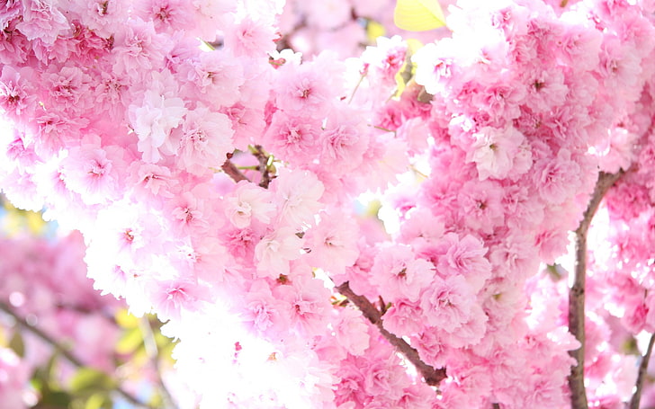 природа, цветове, розови цветя, клон, HD тапет