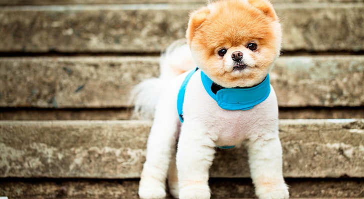 Boo The Dog, adult orange and white Pomeranian, Cute, HD wallpaper