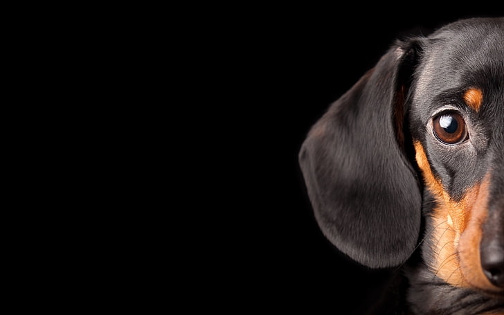 черно-подпалый гладкошерстный такса щенок пол-лица обои, глаза, собака, такса, внешность, черный фон, HD обои
