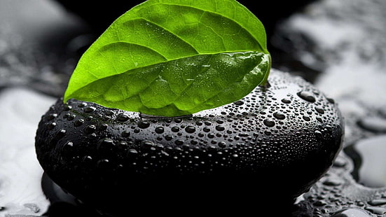 камень с росой и зелеными листьями фото, фото зеленых листьев на камне, селективная окраска, листья, макро, капли воды, камни, вода, HD обои HD wallpaper