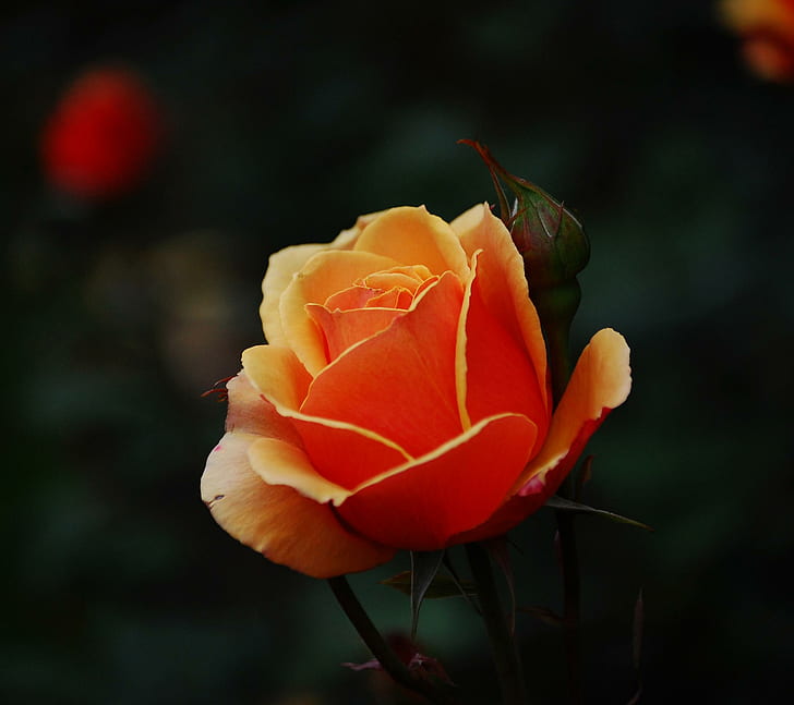 For Your Ways, Jacquelinela, view, orange, jacquelinela, flower, nature, beautiful, photography, rose, beauty, photo, 3d and abstrac, HD wallpaper