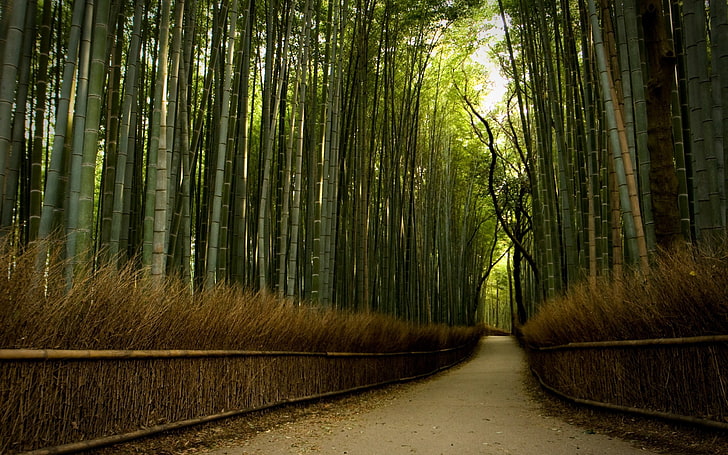 terowongan tanaman bambu hijau, alam, hutan, pohon, jalan setapak, jalan, jalan, jalan tanah, bambu, Wallpaper HD
