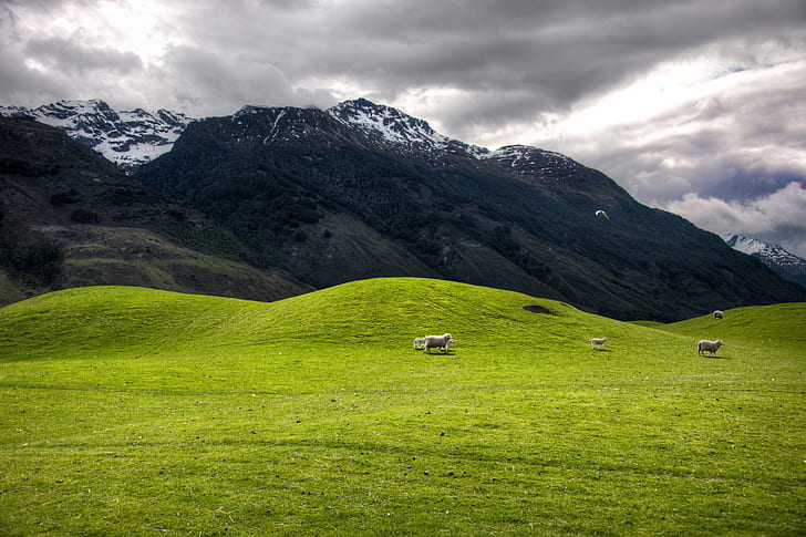 landscape shot of several sheep on grass field near mountain, Soft, Hills, on the way, the way to Paradise, Paradise, New Zealand, landscape, shot, sheep, grass, mountain, animals, Aotearoa, blog, Clouds, customs, dart river, digital, dynamic, foothills, green, Hdr, high, imaging, lake wakatipu, lord of the rings, maori, mountains, natural, nature, New Zealand, Nikon d3x, Otago, otakou, pacific  paradise, flat, photoblog, photography, processing, queenstown, range, ratcliff, region, rural, scenic, snow, software, south island, Southwest, com, Te Wai Pounamu, Te Waka a Maui, travel, Tutorial, village, wild, wilderness, Zealand, day, meadow, summer, outdoors, europe, scenics, european Alps, hill, HD wallpaper