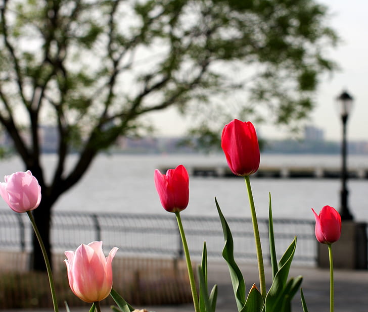 red and pink flower, tulips, hudson river, hudson river, manhattan, tulips, hudson river, hudson river, manhattan, i will, judge, musical notes, hudson river, collective consciousness, tulips, lower manhattan, red, flower, nyc, hudson  river, new york  new  york, new  york  city, manhattan, sunlight, pink  salmon, lamp  post, tree, jersey, san  francisco  california, california  street, street  photographer, SF, tulip, nature, springtime, plant, outdoors, HD wallpaper