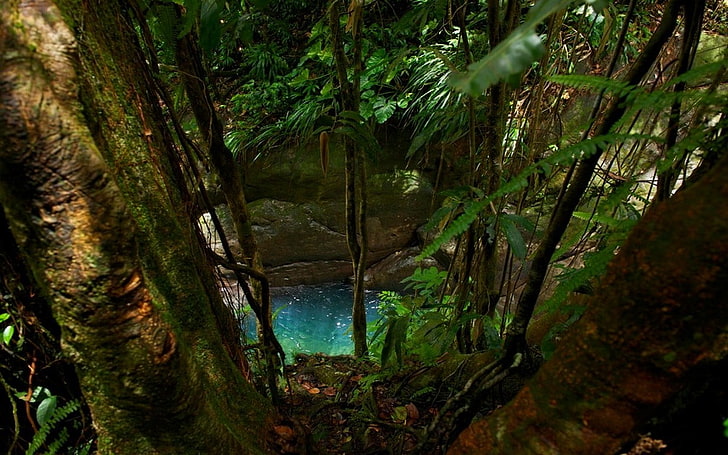 träd skog, natur, landskap, tropisk, djungel, mossa, ormbunkar, träd, turkos, vatten, damm, lövverk, löv, Guadeloupe, HD tapet