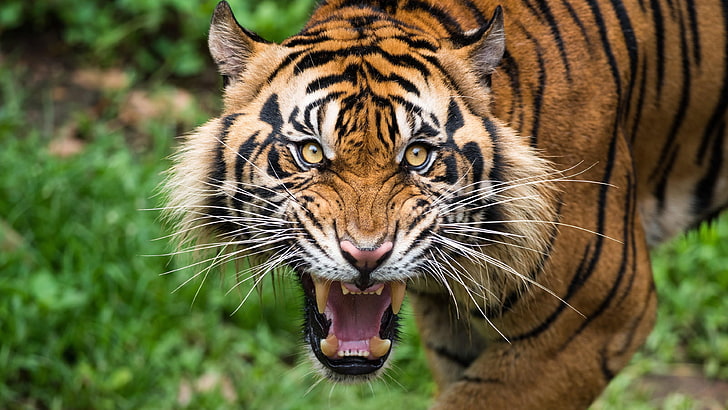 живая природа, тигр, млекопитающее, земное животное, рев, усы, большая кошка, злой, HD обои