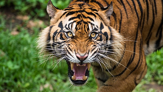живая природа, тигр, млекопитающее, земное животное, рев, усы, большая кошка, злой, HD обои HD wallpaper