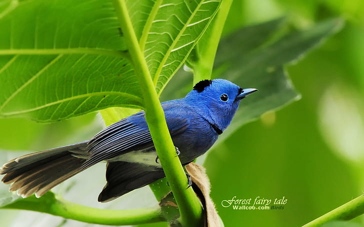 pássaros deixa papa-moscas azul 1920x1200 Animais pássaros HD arte, folhas, pássaros, HD papel de parede