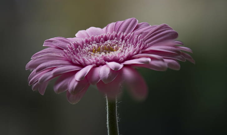 makrofotografering av rosa blomma, gerbera, gerbera, Gerbera, makrofotografering, rosa, blomma, nikon D750, 105mm, bokeh, närbild, dagsljus, kronblad, natur, växt, närbild, kronblad, sommar, blommahuvud, makro, skönhet In Nature, enda blomma, HD tapet