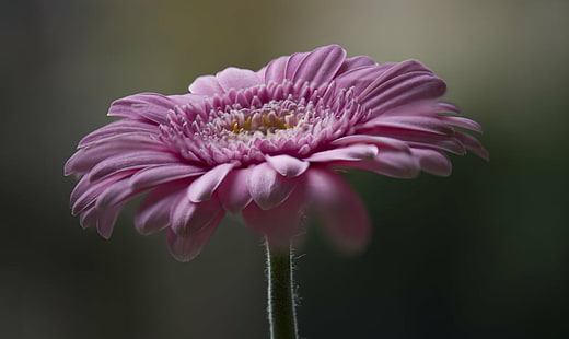 makrofotografering av rosa blomma, gerbera, gerbera, Gerbera, makrofotografering, rosa, blomma, nikon D750, 105mm, bokeh, närbild, dagsljus, kronblad, natur, växt, närbild, kronblad, sommar, blommahuvud, makro, skönhet In Nature, enda blomma, HD tapet HD wallpaper