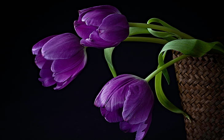 Purple Tulips, pics, flower, nature, background, HD wallpaper