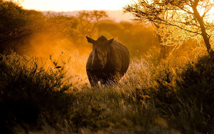 Africain, coucher de soleil, soleil, rhinocéros, Africain, coucher de soleil, Lumière du soleil, Rhinocéros, Fond d'écran HD