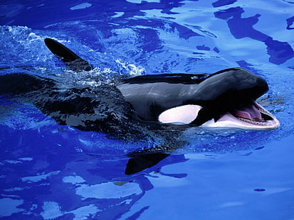 ทะเลใต้น้ำปลาวาฬเพชรฆาต, วอลล์เปเปอร์ HD HD wallpaper