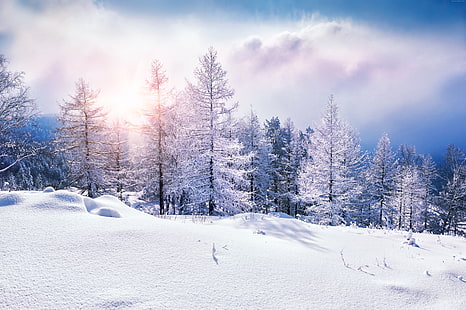 neige, forêt, 8k, nuages, hiver, Fond d'écran HD HD wallpaper
