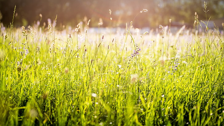 green grass field, nature, grass, lights, green, flowers, spring, HD wallpaper