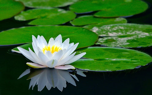 White Lotus Flower-photo HD wallpaper, white Lotus flower and lily pads, HD wallpaper HD wallpaper