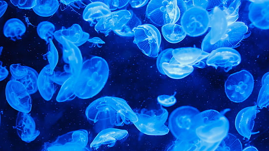 Jellyfish Underwater Blue HD, animals, blue, underwater, jellyfish, HD wallpaper HD wallpaper