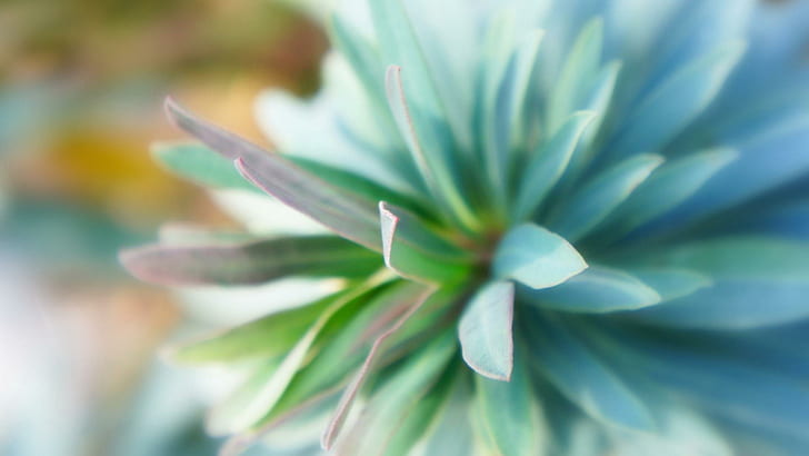 Dalia verde acqua, fiore di petali blu, fiori, 1920x1080, dalia, Sfondo HD
