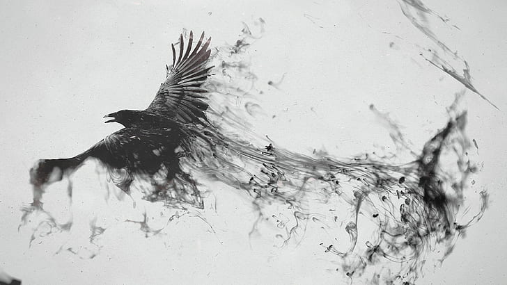 raven 4k image background, HD wallpaper