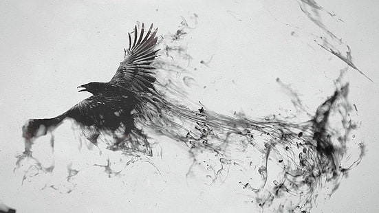raven 4k image background, HD wallpaper HD wallpaper