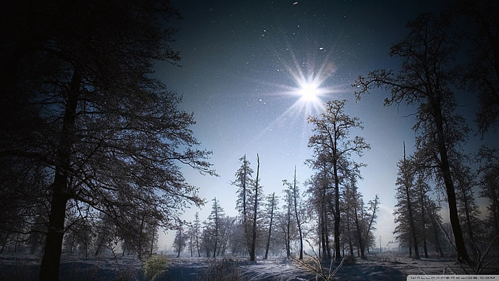 grünblättrige Bäume, Natur, Schnee, Winter, Wald, Himmel, HD-Hintergrundbild