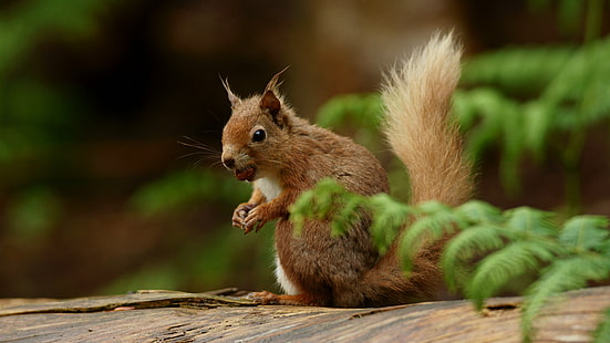 écureuil brun sur le tronc d'arbre brun, écureuil, rongeur, animal, faune, mammifère, nature, brun, mignon, dehors, manger, animaux Dans la nature, moelleux, forêt, petit, Fond d'écran HD HD wallpaper