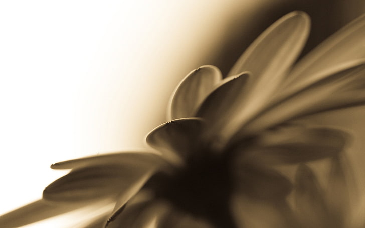 желтая ромашка с селективным фокусом фотография, цветы, сепия, макро, HD обои