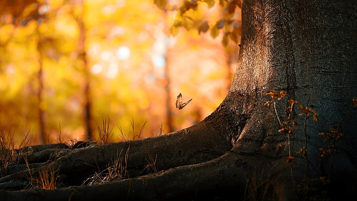 коричневая бабочка и серый ствол дерева, бабочка летит над корнем дерева во время золотого часа, бабочка, деревья, природа, боке, осень, HD обои