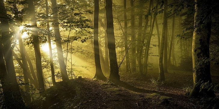 promienie słoneczne, las, ścieżka, drzewa, mgła, światło słoneczne, liście, natura, krajobraz, Tapety HD