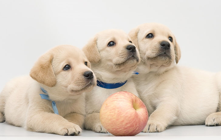 Apple, puppies, trio, Labrador, Retriever, HD wallpaper