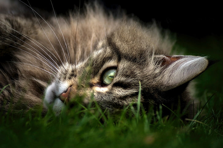 brown and black fur cat, animals, cat, closeup, Maine Coon, grass, HD wallpaper