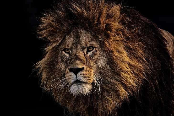 brunt lejon, lejon, man, rovdjur, djurens kung, munkorg, HD tapet