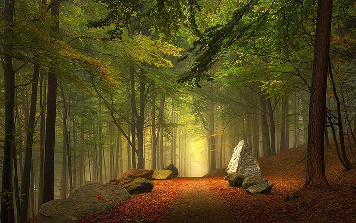 illustration de la forêt, forêt, Australie, chemin, chemin de terre, brume, arbres, vert, brun, rochers, feuillage, Fond d'écran HD
