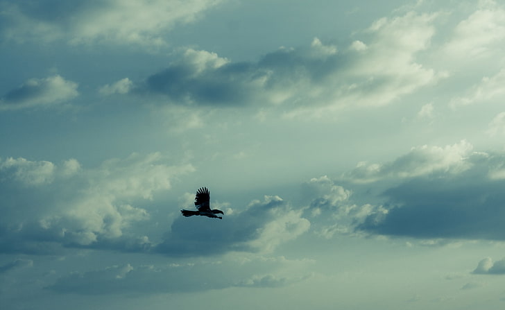 Hornbill Flying, black bird, Nature, Sun and Sky, Flying, Hornbill, HD wallpaper