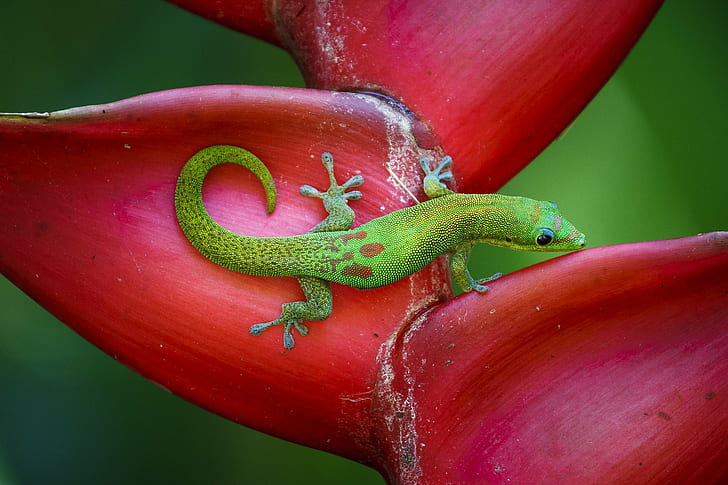 Gecko, lizard, reptile, HD wallpaper