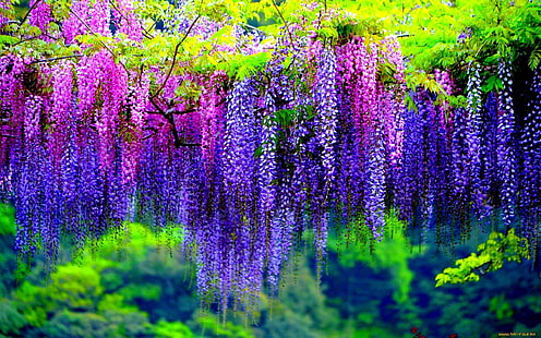Wisteria Tree With Pink And Purple Flowers Wallpaper Hd For Desktop 2560×1600, HD wallpaper HD wallpaper