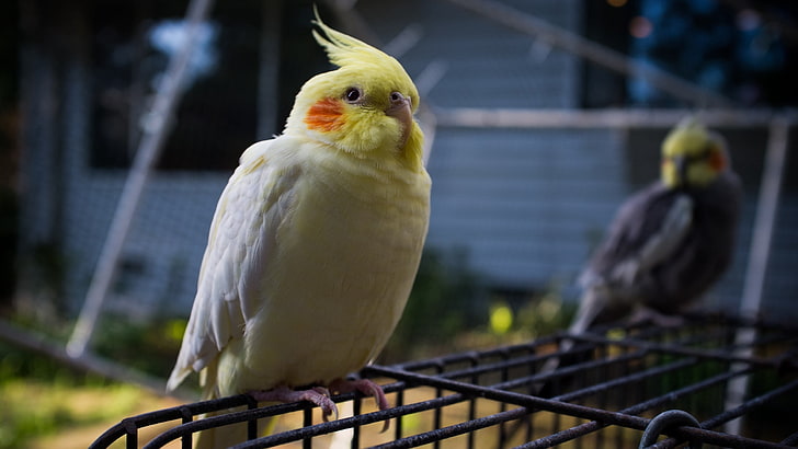 Cockatiel amarillo, loro, jaula, sentarse, cresta, abrigo, Fondo de pantalla HD
