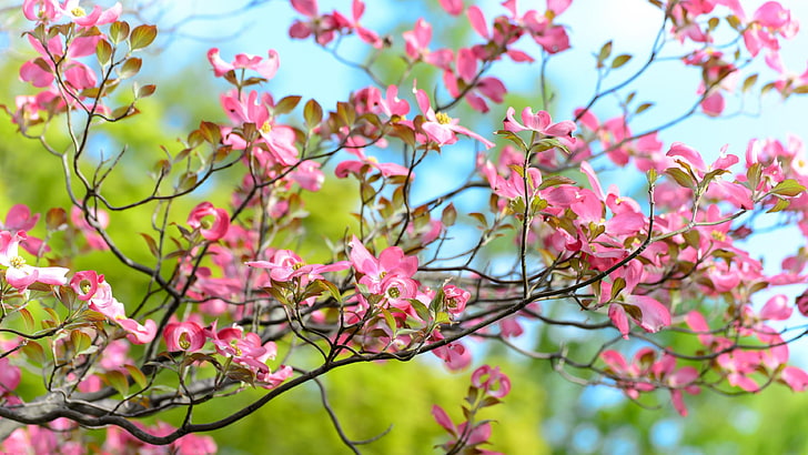musim semi, bunga, Wallpaper HD