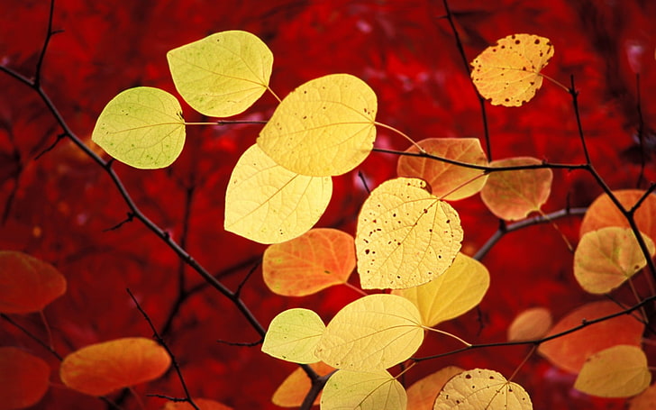 brown leafed plant, nature, leaves, plants, yellow, red, macro, fall, HD wallpaper