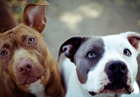 dua anjing pit bull Amerika dewasa, anjing, wajah, pasangan, Wallpaper HD HD wallpaper