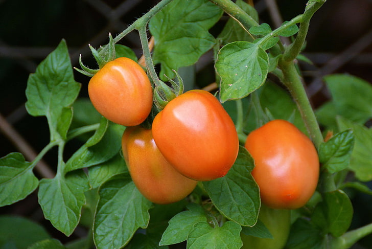 bush tomatoes, garden, home garden, immature, mature, nachtschattengewchs, roma tomatoes, tomatenrispe, tomato breeding, tomato fruit, tomato plant, tomatoes, vegetable growing, HD wallpaper