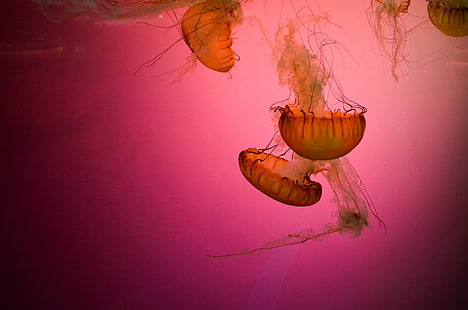 животные, подводные, медузы, HD обои HD wallpaper