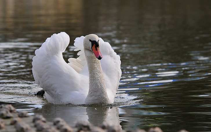 white swan, swan, bird, water, swim, feathers, HD wallpaper