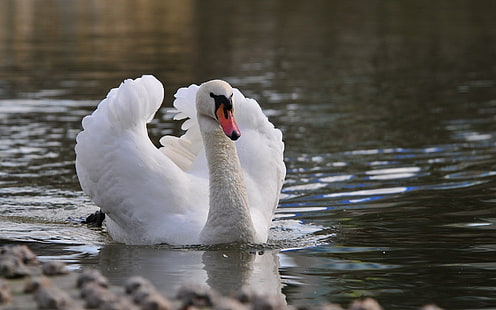 white swan, swan, bird, water, swim, feathers, HD wallpaper HD wallpaper