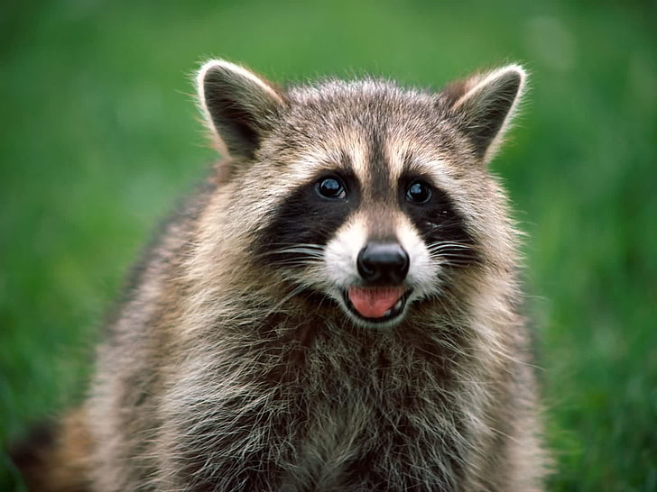 Cool Raccoon, gray and black racoon, Animals, Raccoon, animal, HD wallpaper