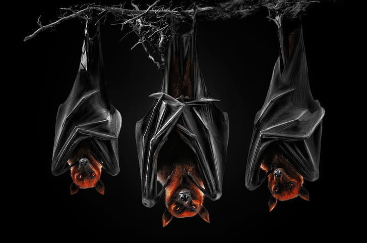 Schwarzer Hintergrund, der dunkle Hintergrund, Fledermäuse, Pteropus, Flughund, fliegende Hunde, Nachtfledermäuse, HD-Hintergrundbild