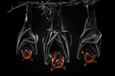 fondo negro, el fondo oscuro, murciélagos, Pteropus, zorro volador, perros voladores, murciélagos nocturnos, Fondo de pantalla HD HD wallpaper