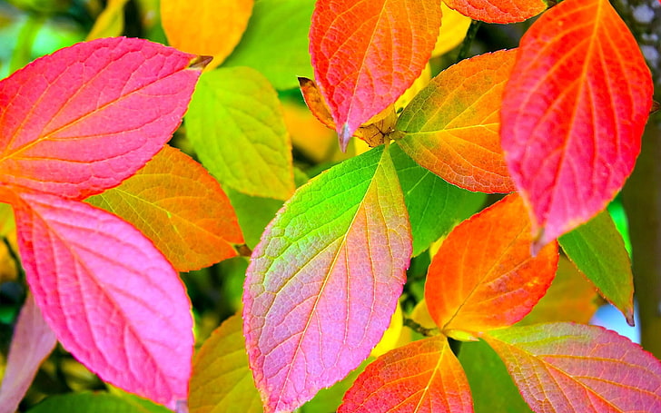 ilustracja czerwonych, zielonych i żółtych liści, liście, żółty, czerwony, zielony, kolory, paleta, Tapety HD
