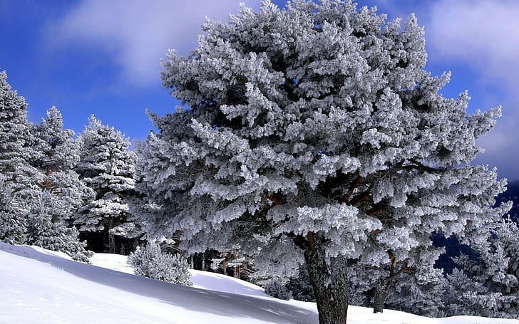 Trees, Descent, Hoarfrost, Winter, Gray hair, Day, Solar, HD wallpaper