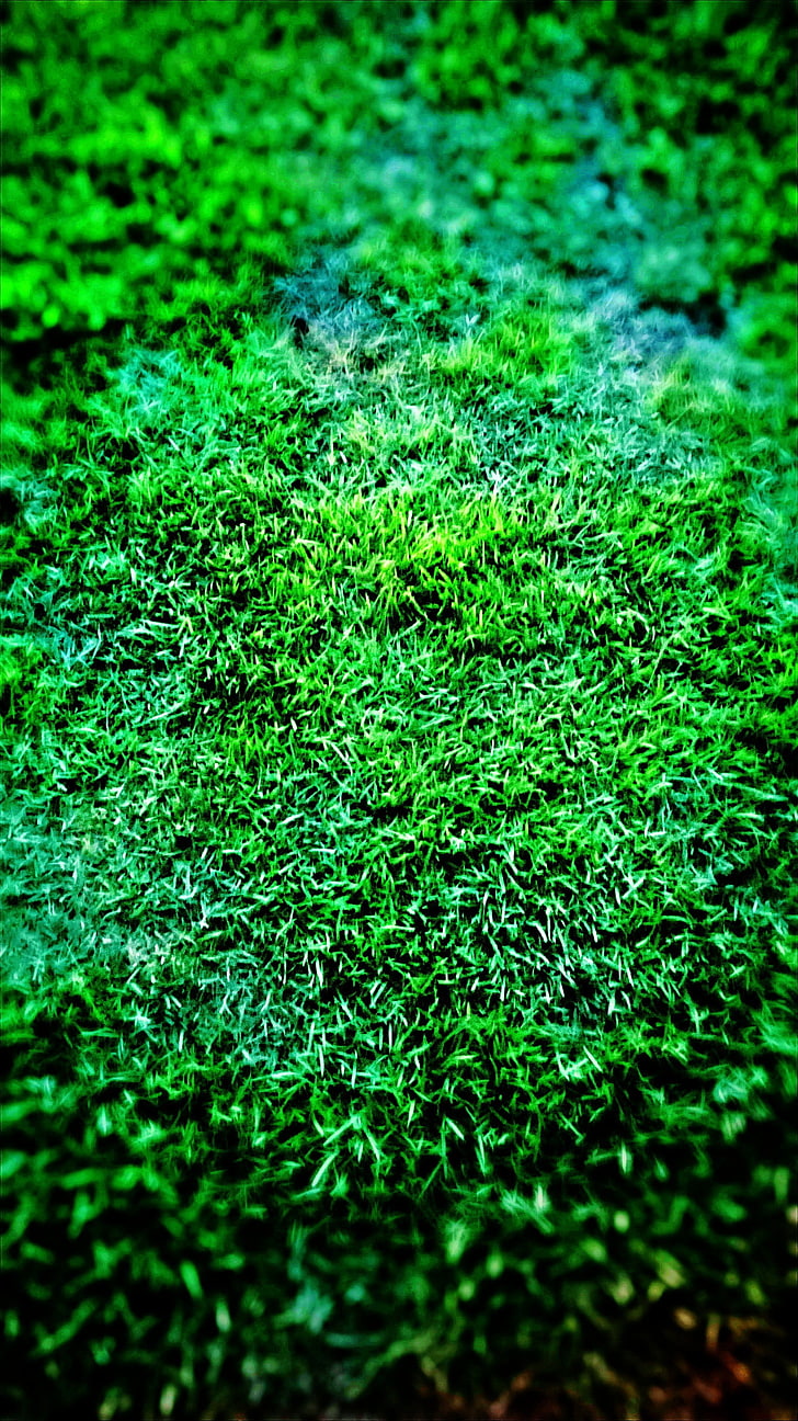 العشب الأخضر والعشب، خلفية HD، خلفية الهاتف